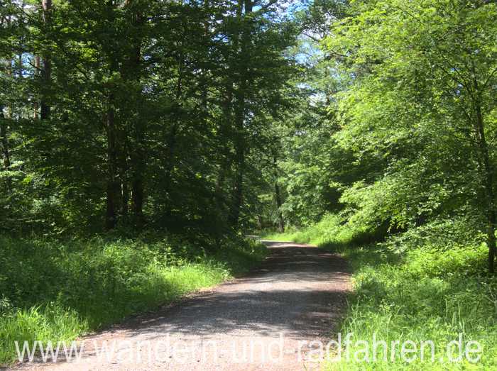 Waldweg