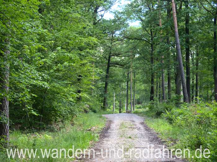 Waldweg