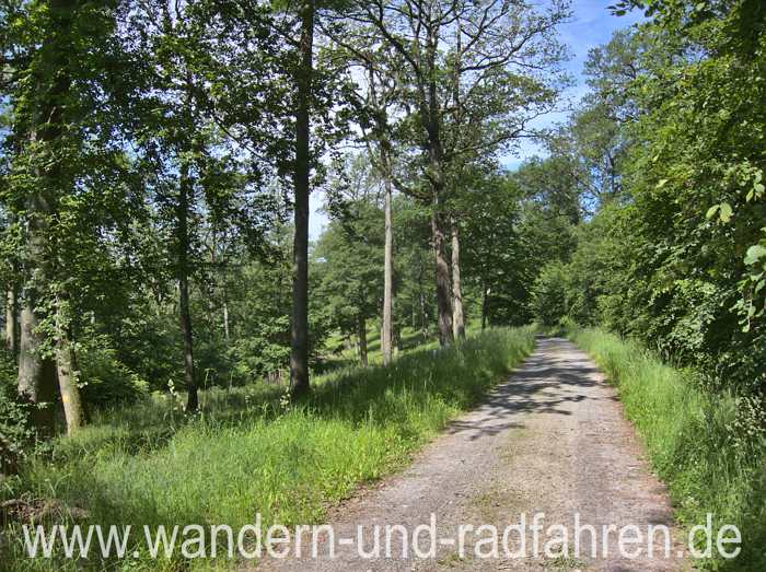 Waldweg