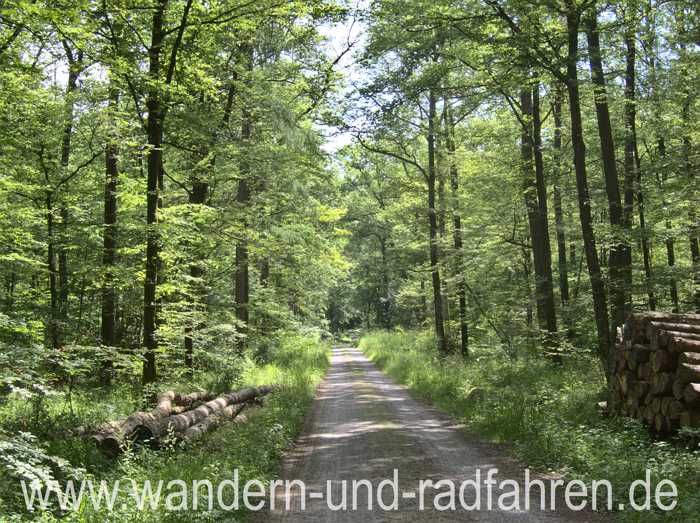 Waldweg