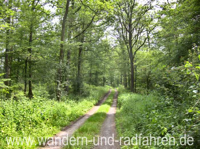 Waldweg