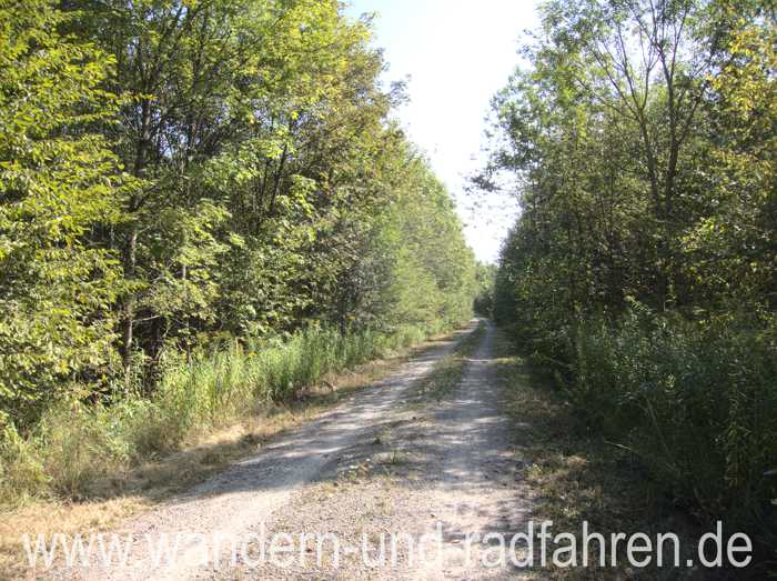 Waldweg