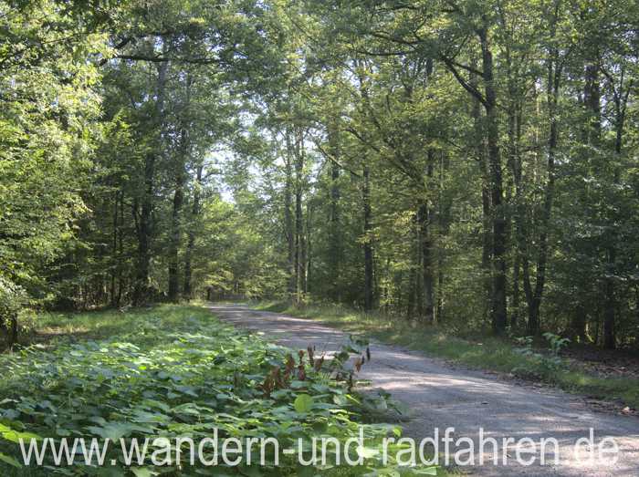 Waldweg