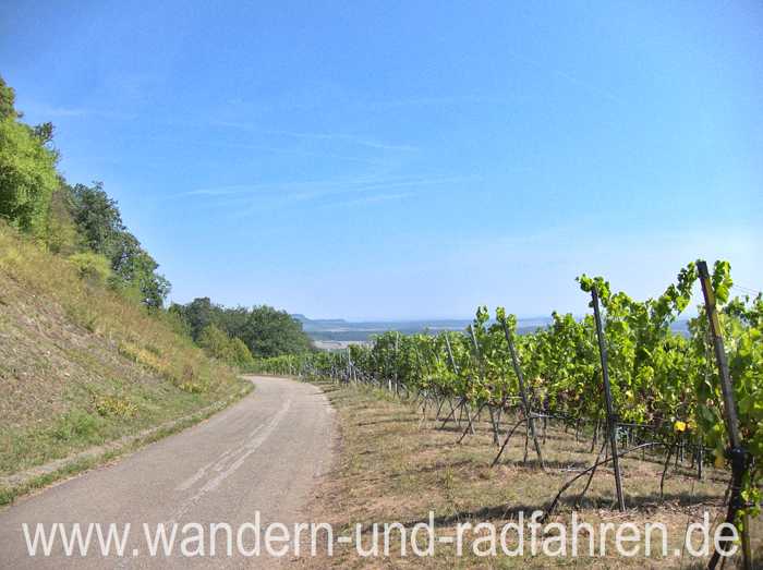 Im Weinberg