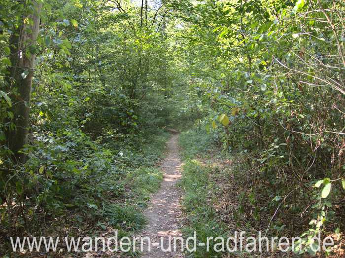 Trail