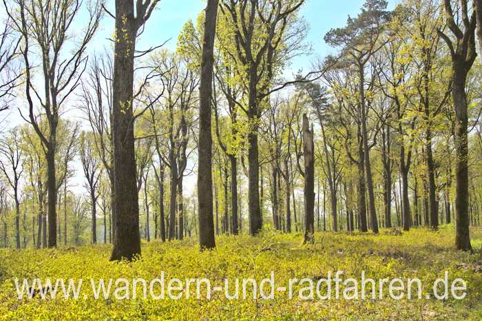Lichter Eichenwald