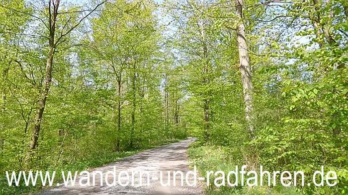 Irgendwo im Wald