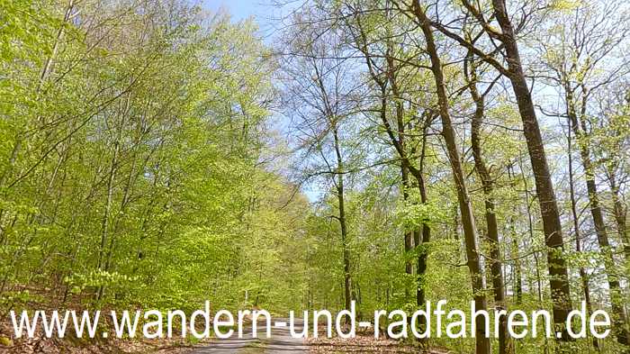 Irgendwo im Wald.