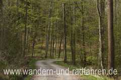 Waldweg im zeitigen Frühjahr.