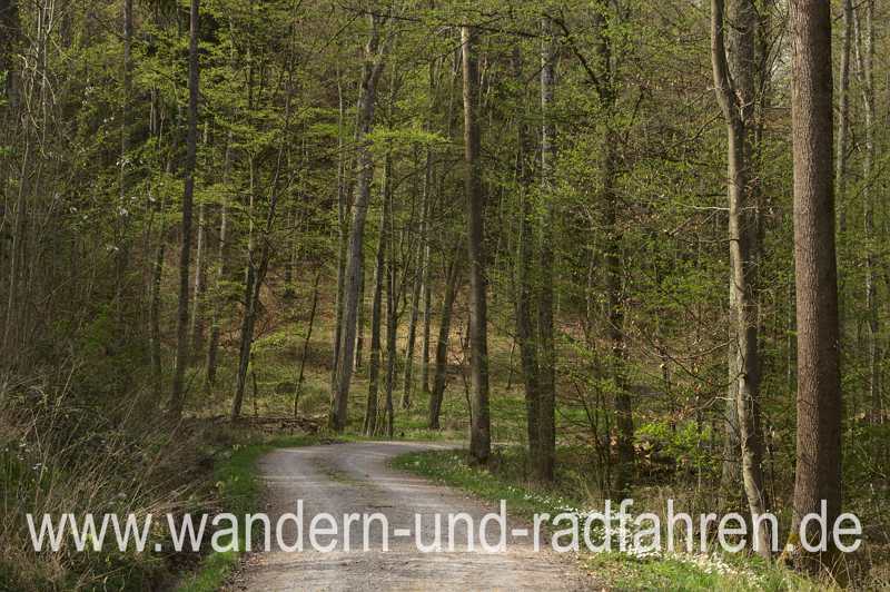 Waldweg im zeitigen Frühjahr.