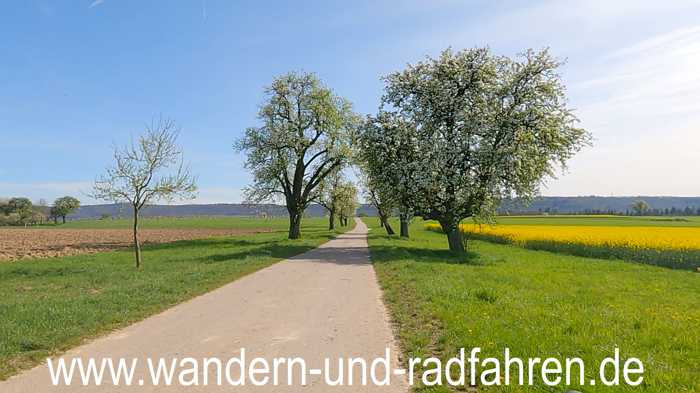 Obstbaumallee